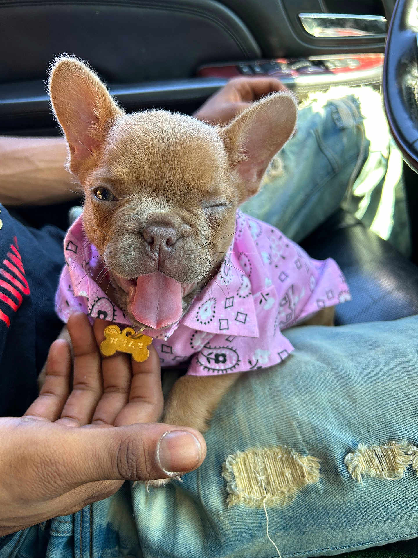 Nala joined the competition — help win amazing prizes! puppy, dog, wink, tongue_out, pink_bandana, bone_tag, owner_hand, ripped_jeans, denim, car_interior, steering_wheel, seat, ears, close_up, adorable, sitting_on_lap, collar, portrait, fur, natural_light