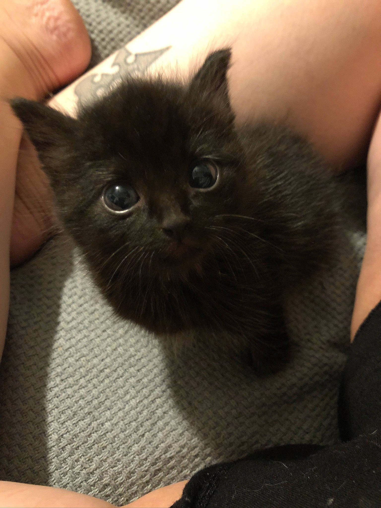 Milkdud joined the competition — help win amazing prizes! asian, black_cat, bombay, british_longhair, british_semi_longhair, burmese, carnivore, cat, domestic_long_haired_cat, domestic_short_haired_cat, felidae, kitten, mammal, norwegian_forest_cat, persian, small_to_medium_sized_cats, vertebrate, whiskers