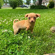 Gizzy is registered to the contest to win money with this photo: puppy, dog, grass, greenery, clover, outdoor, yard, suburban, tree, flower, wildflower, pet, cute, small_dog, animal, nature, curled_tail, alert, close_up, one_paw_raised