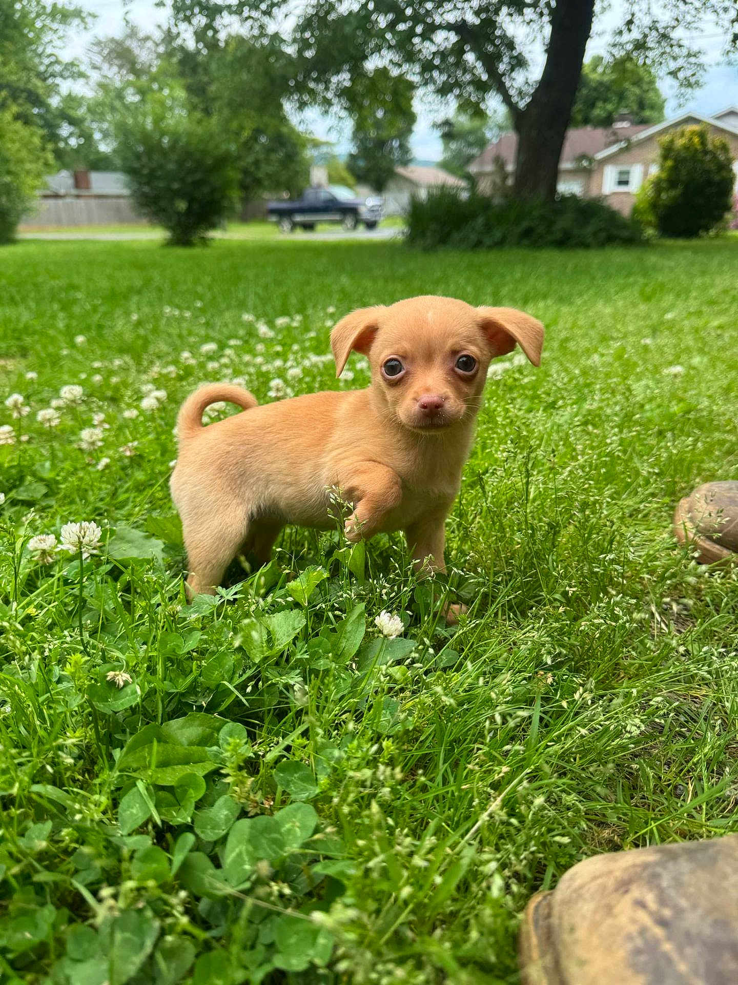 Gizzy is registered to the contest to win money with this photo: puppy, dog, grass, greenery, clover, outdoor, yard, suburban, tree, flower, wildflower, pet, cute, small_dog, animal, nature, curled_tail, alert, close_up, one_paw_raised