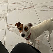 Ginny participe au concours pour gagner de l'argent avec cette photo : dog, pet, animal, white, brown, floor, marble, tile, indoor, small_dog, collar, curious, looking_up, tail, ears, domestic, canine, cute, companion, standing