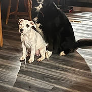 Athena And Pepper is registered to the contest to win money with this photo: dog, puppy, black_dog, white_dog, indoor, wood_floor, furniture, chair, stool, pet, animal, flooring, domestic, cute, sitting, companion, friendship, home, canine, floor