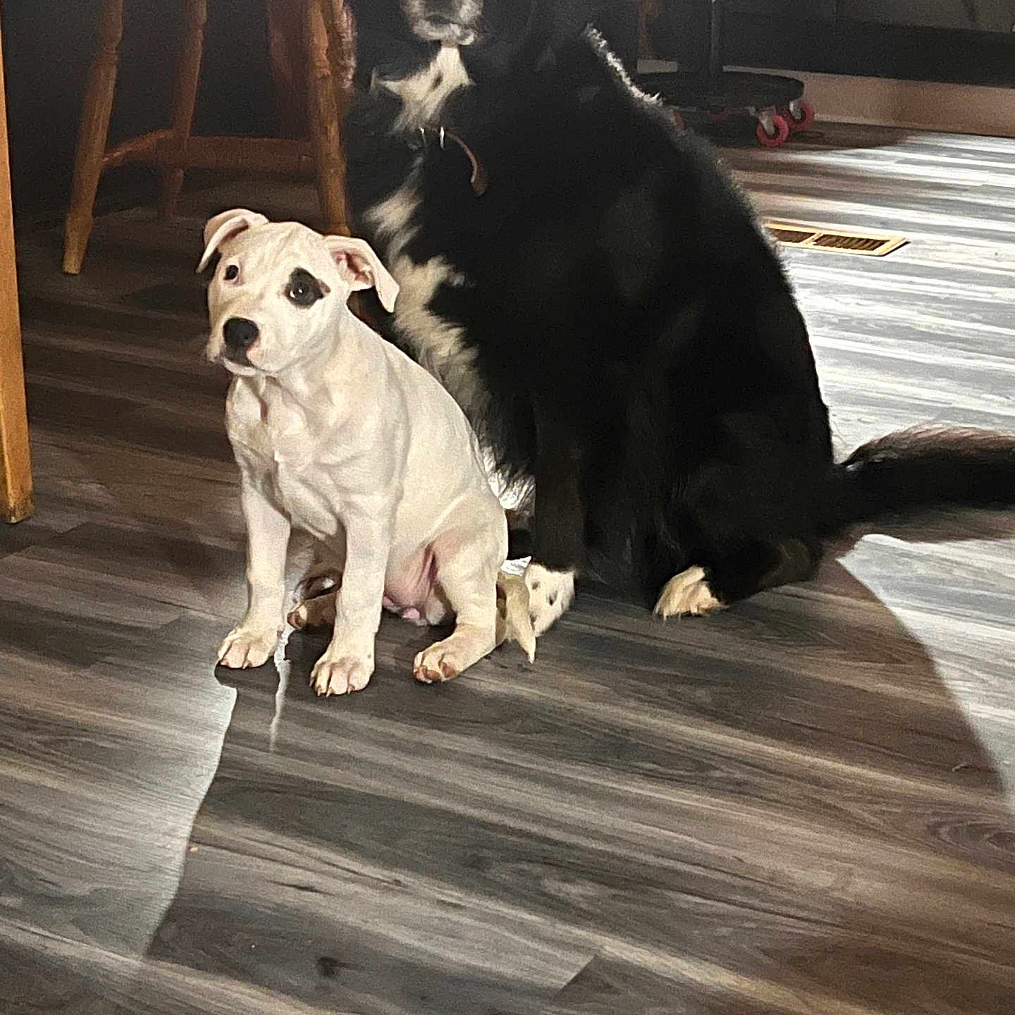 Athena And Pepper is registered to the contest to win money with this photo: animal, black_dog, canine, chair, companion, cute, dog, domestic, floor, flooring, friendship, furniture, home, indoor, pet, puppy, sitting, stool, white_dog, wood_floor
