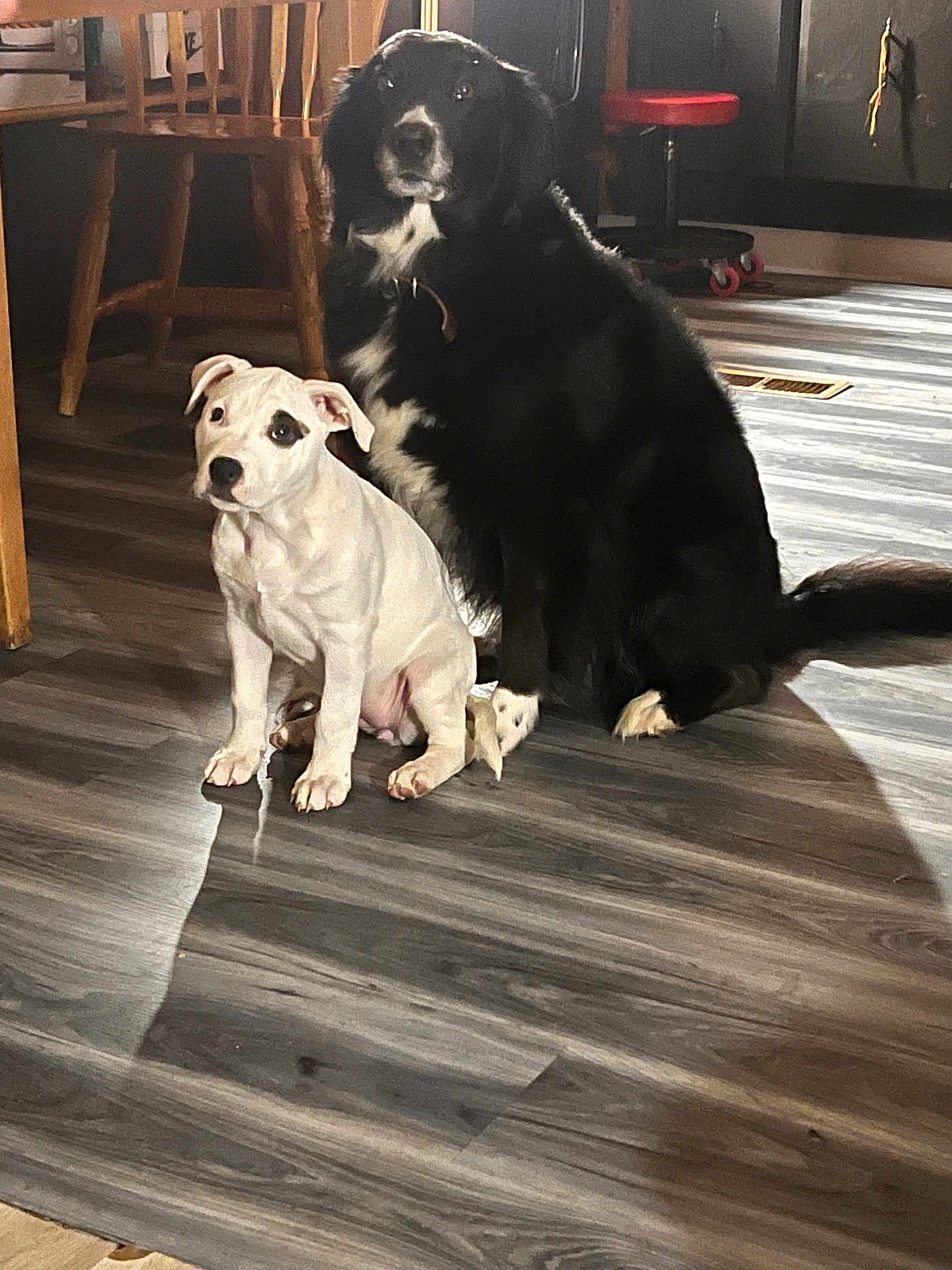 Athena And Pepper