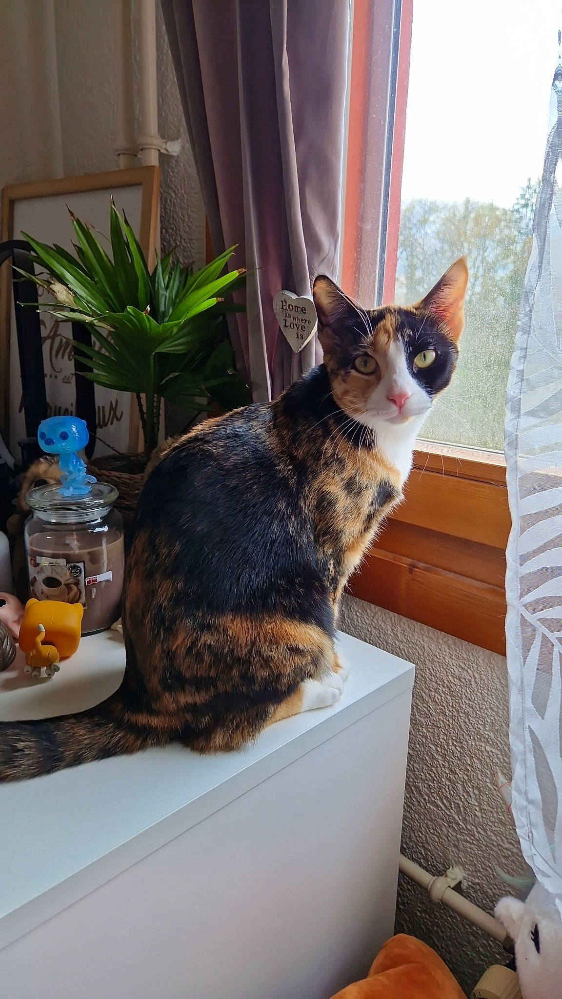 Twixy participe au concours pour gagner de l'argent avec cette photo : bottle, carnivore, cat, comfort, curtain, domestic_short_haired_cat, drinking_water, felidae, flowerpot, fur, houseplant, plant, plate, serveware, small_to_medium_sized_cats, tableware, tail, tree, whiskers, window