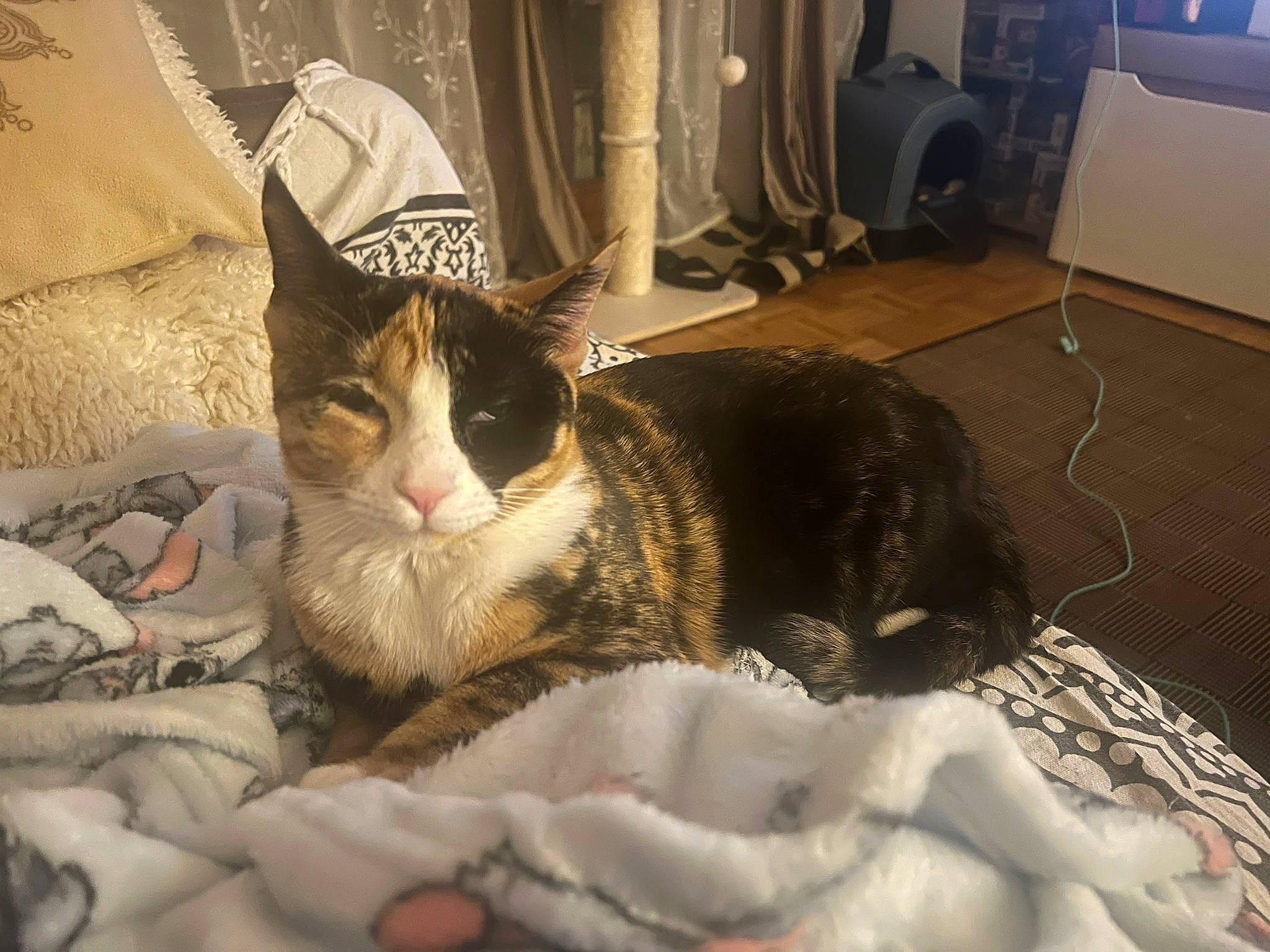 Twixy a rejoint le concours — aidez-le/la à gagner de superbes lots ! bed, bed_sheet, bedding, blanket, carnivore, cat, comfort, curtain, domestic_short_haired_cat, felidae, flooring, fur, linens, nap, paw, room, sleep, small_to_medium_sized_cats, tail, whiskers