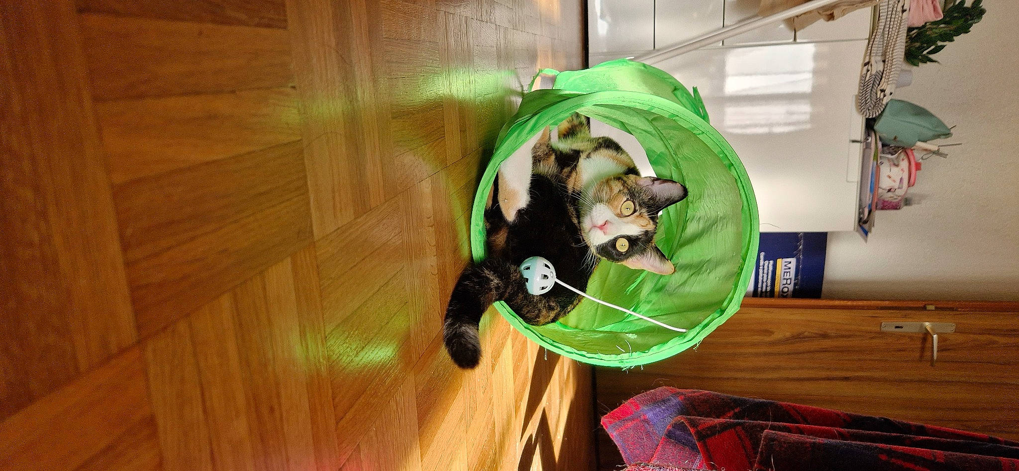 Twixy a rejoint le concours — aidez-le/la à gagner de superbes lots ! canidae, carnivore, cat, comfort, companion_dog, couch, dog_breed, fawn, felidae, flooring, fun, fur, hardwood, room, small_to_medium_sized_cats, sporting_group, tail, varnish, whiskers, wood