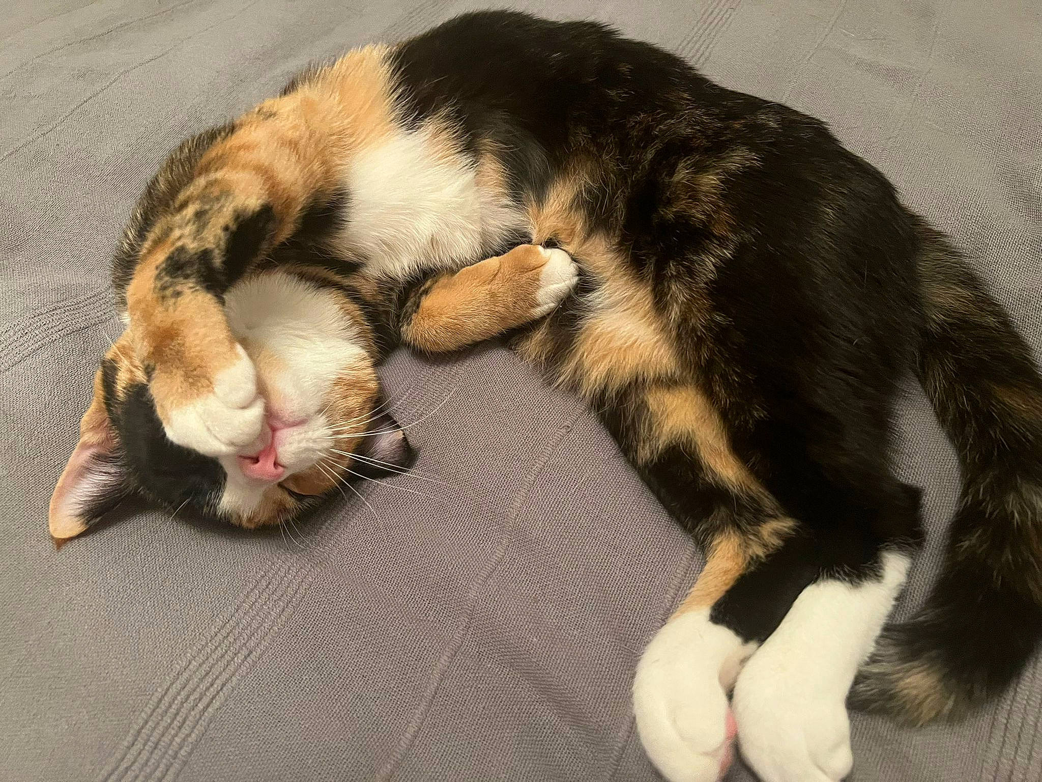 Twixy participe au concours pour gagner de l'argent avec cette photo : canidae, carnivore, cat, claw, comfort, companion_dog, dog_breed, domestic_short_haired_cat, felidae, foot, fur, nap, paw, small_to_medium_sized_cats, snout, sporting_group, tail, terrestrial_animal, whiskers