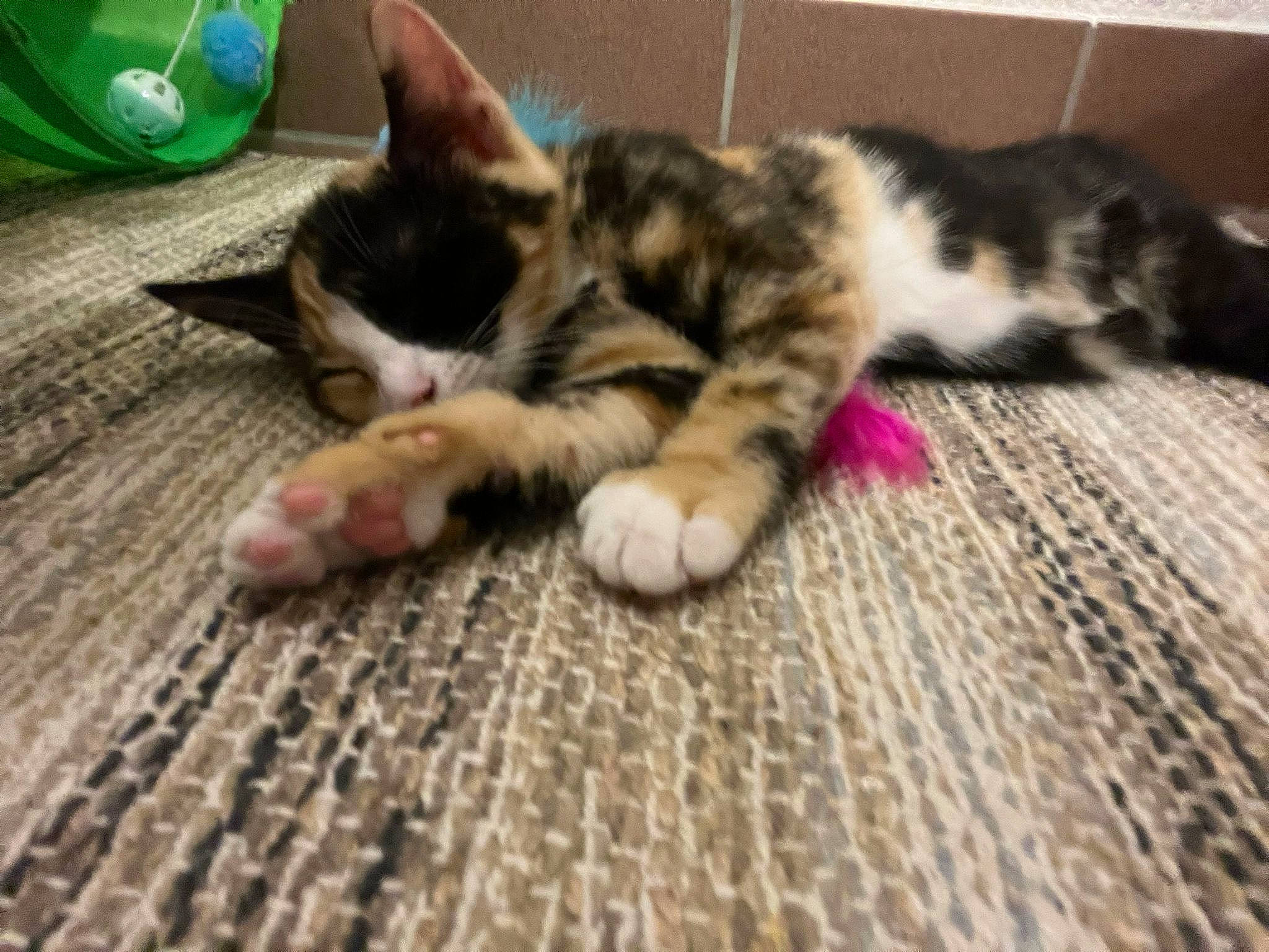 Twixy a rejoint le concours — aidez-le/la à gagner de superbes lots ! carnivore, cat, claw, comfort, domestic_short_haired_cat, felidae, floor, flooring, foot, fur, hardwood, pattern, paw, small_to_medium_sized_cats, snout, tail, terrestrial_animal, whiskers, wood