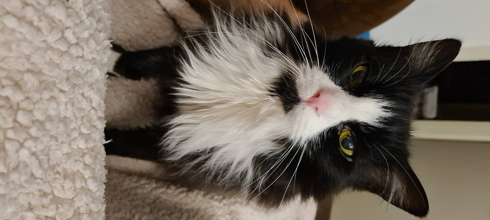 Fifi a rejoint le concours — aidez-le/la à gagner de superbes lots ! carnivore, cat, claw, domestic_short_haired_cat, felidae, fur, grass, paw, plant, small_to_medium_sized_cats, snout, tail, terrestrial_animal, whiskers