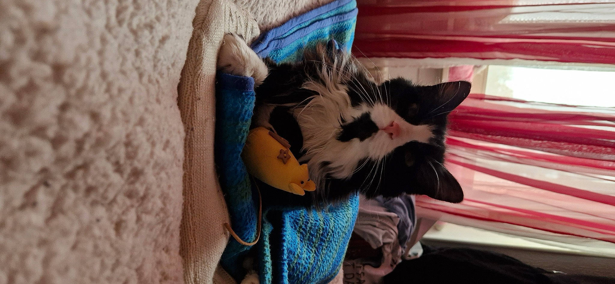 Fifi a rejoint le concours — aidez-le/la à gagner de superbes lots ! abdomen, beard, carnivore, cat, claw, comfort, domestic_short_haired_cat, fashion_accessory, felidae, fur, hug, linens, love, nap, paw, room, small_to_medium_sized_cats, tail, whiskers, wood