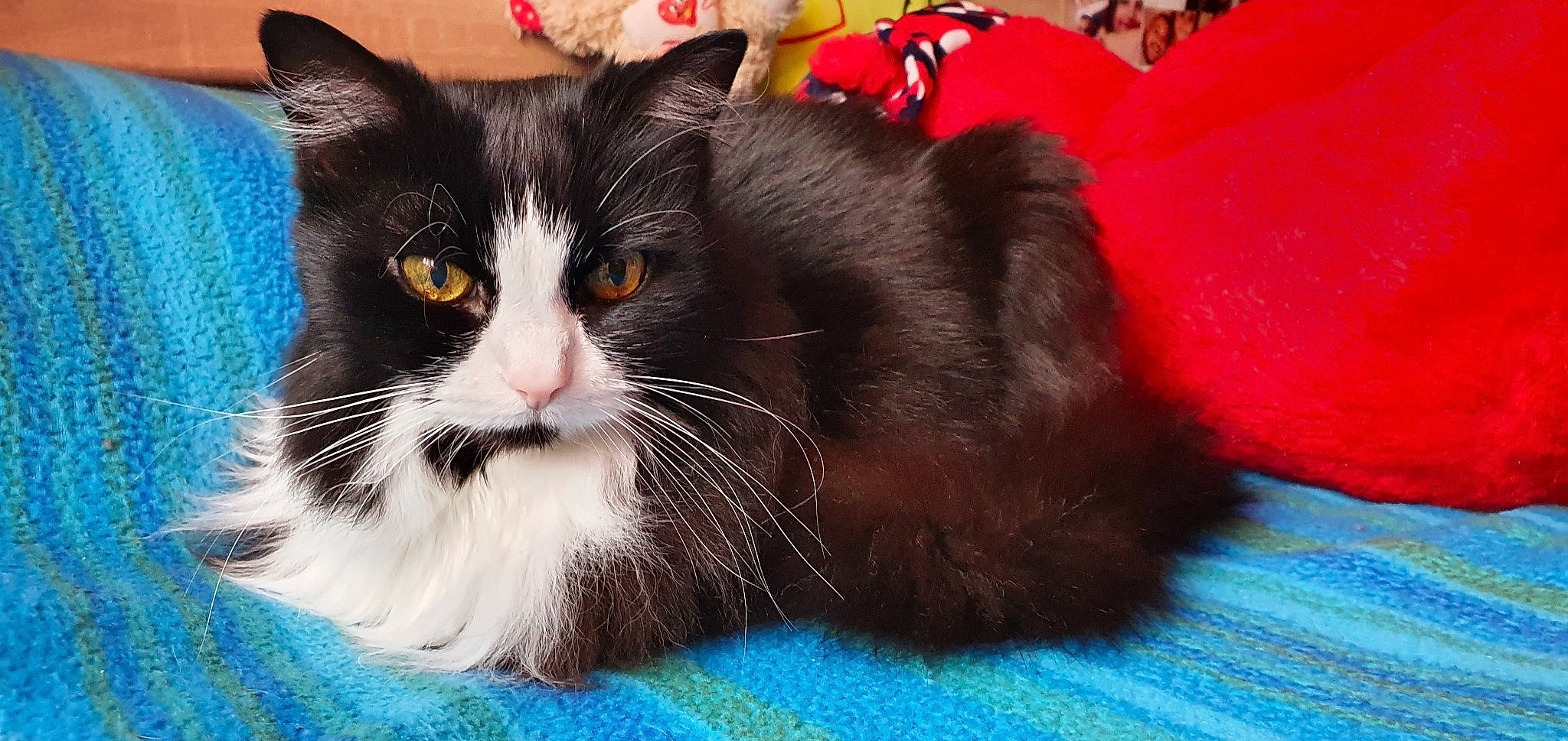 Fifi a rejoint le concours — aidez-le/la à gagner de superbes lots ! carnivore, cat, comfort, domestic_short_haired_cat, electric_blue, felidae, flooring, fur, small_to_medium_sized_cats, snout, tail, whiskers