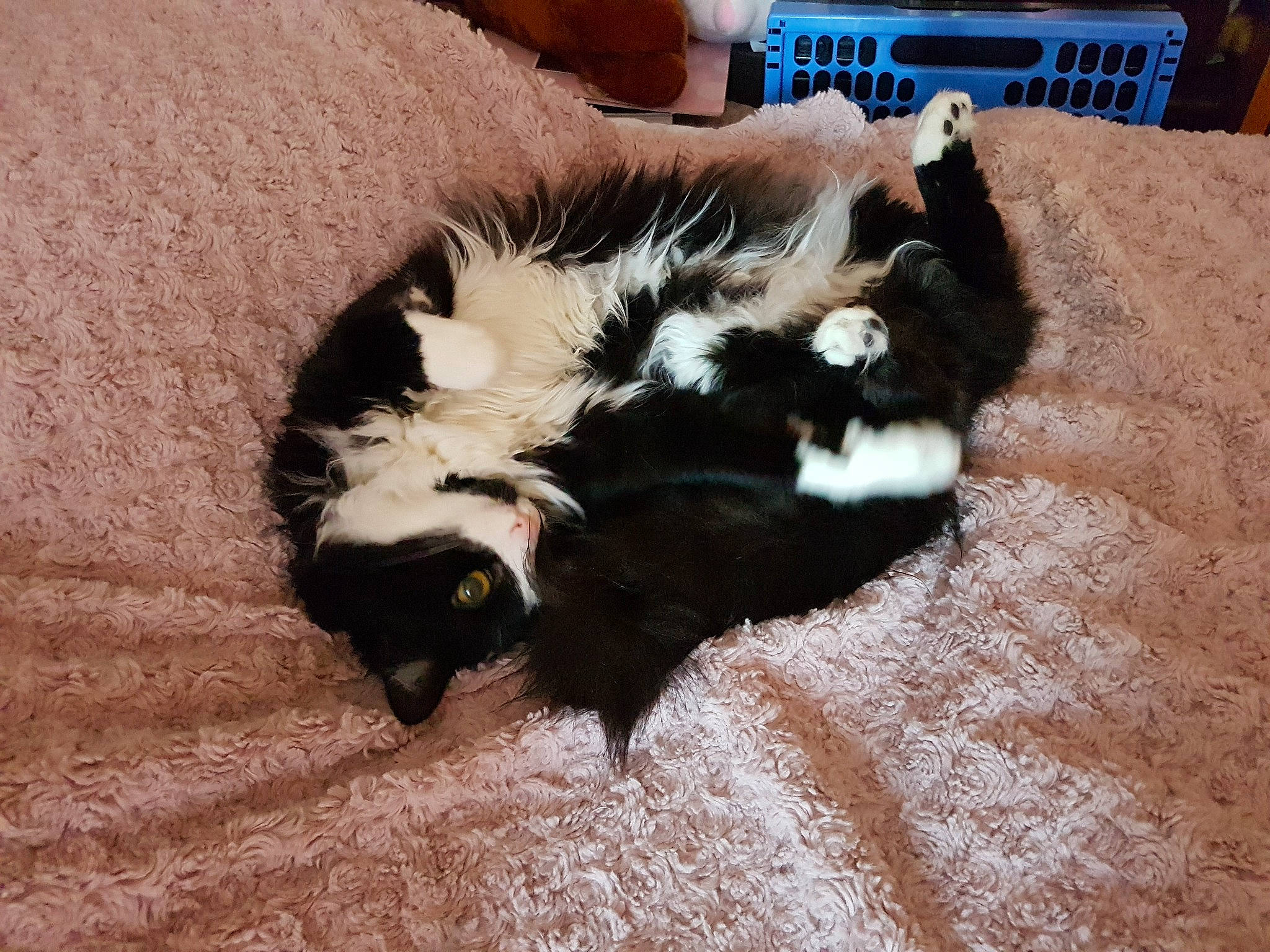 Fifi a rejoint le concours — aidez-le/la à gagner de superbes lots ! canidae, carnivore, cat, claw, comfort, dog_breed, domestic_short_haired_cat, felidae, flooring, fur, hardwood, human_leg, paw, small_to_medium_sized_cats, snout, sporting_group, tail, terrestrial_animal, whiskers, wood