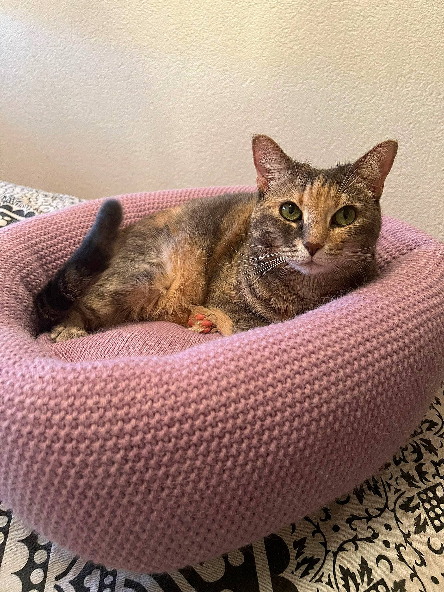 Luna participe au concours pour gagner de l'argent avec cette photo : basket, box, carnivore, cat, cat_bed, cat_supply, comfort, domestic_short_haired_cat, felidae, fur, linens, paw, pet_supply, serveware, sitting, small_to_medium_sized_cats, snout, terrestrial_animal, whiskers, wicker