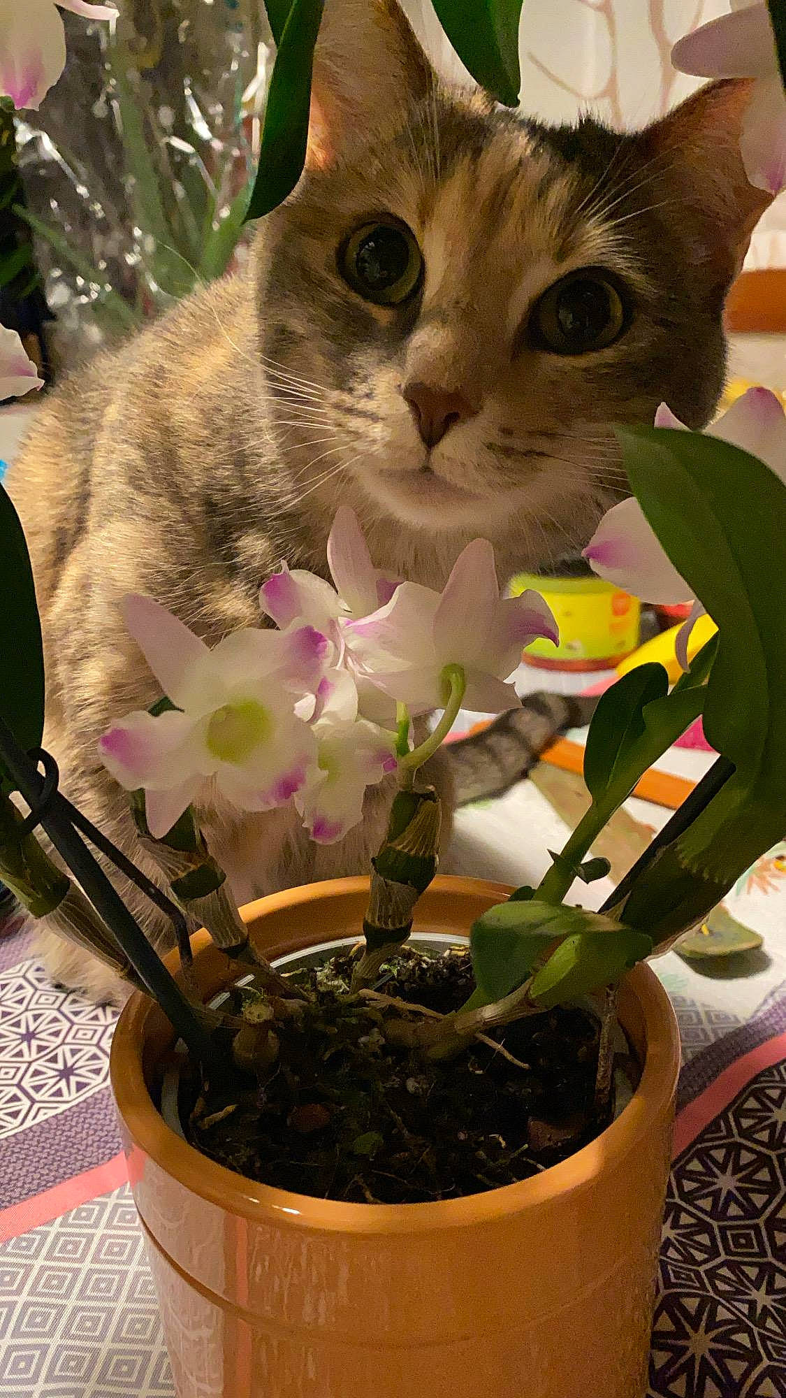 Luna participe au concours pour gagner de l'argent avec cette photo : annual_plant, art, carnivore, cat, domestic_short_haired_cat, felidae, floristry, flower, flowering_plant, flowerpot, fur, herb, herbaceous_plant, houseplant, petal, plant, plant_stem, small_to_medium_sized_cats, terrestrial_plant, whiskers