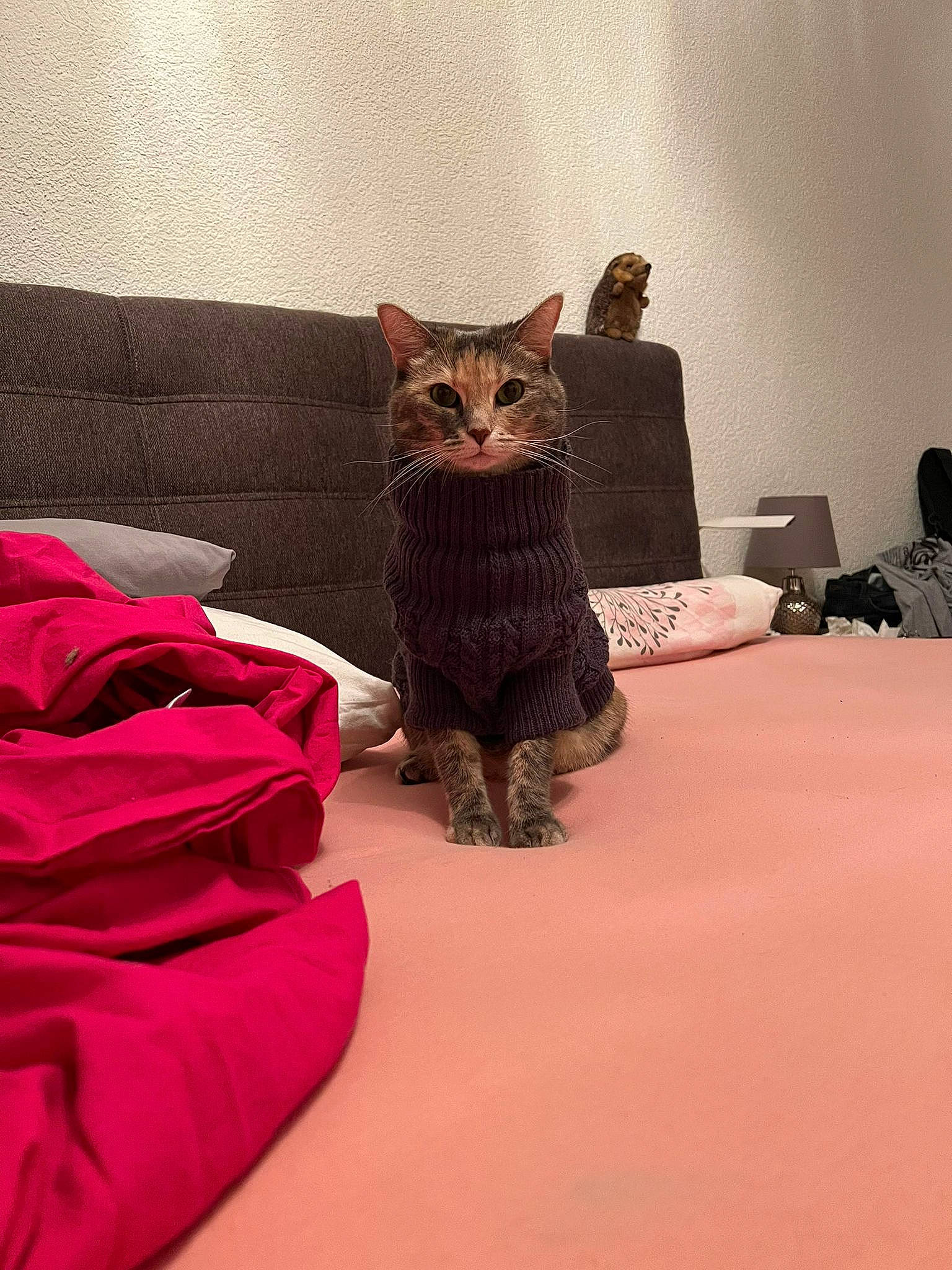 Luna participe au concours pour gagner de l'argent avec cette photo : bed, bedding, carnivore, cat, cat_supply, chair, comfort, domestic_short_haired_cat, fawn, felidae, flooring, grey, linens, pet_supply, small_to_medium_sized_cats, tail, textile, whiskers, window, wood