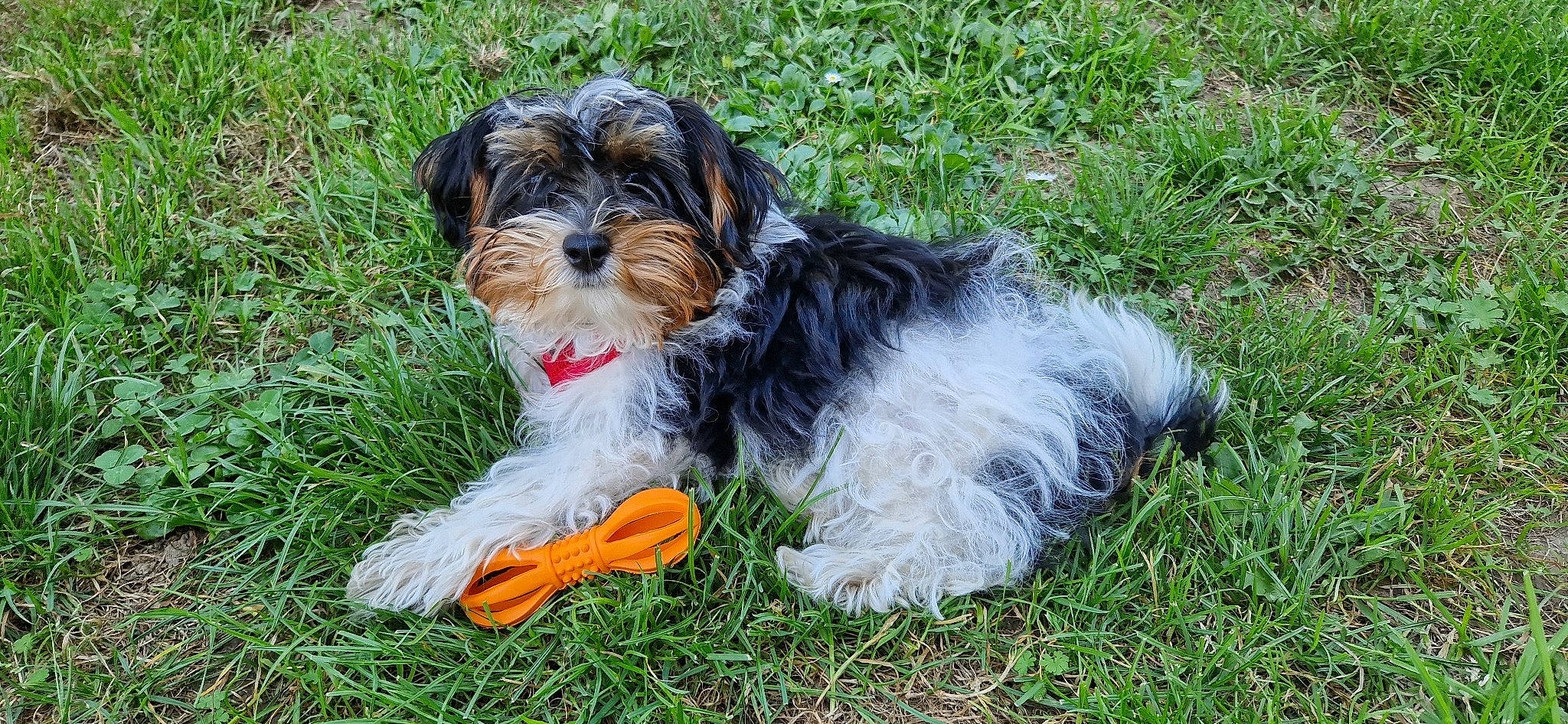 Kiko a rejoint le concours — aidez-le/la à gagner de superbes lots ! biewer_terrier, canidae, carnivore, companion_dog, dog, dog_breed, dog_supply, grass, groundcover, maltepoo, plant, poodle_crossbreed, small_terrier, snout, sporting_group, terrier, toy_dog, vegetable, water_dog, working_animal