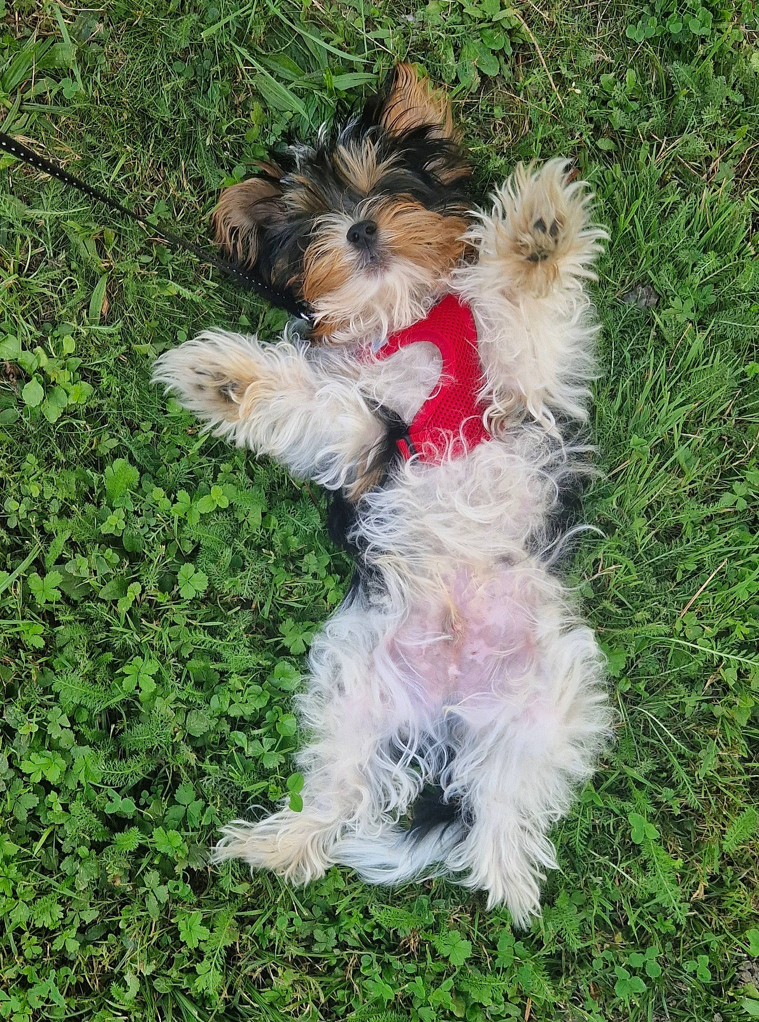 Kiko a rejoint le concours — aidez-le/la à gagner de superbes lots ! canidae, carnivore, companion_dog, dog, dog_breed, dog_clothes, dog_supply, fur, grass, groundcover, maltepoo, plant, small_terrier, snout, sporting_group, tail, terrier, toy_dog, water_dog, working_animal