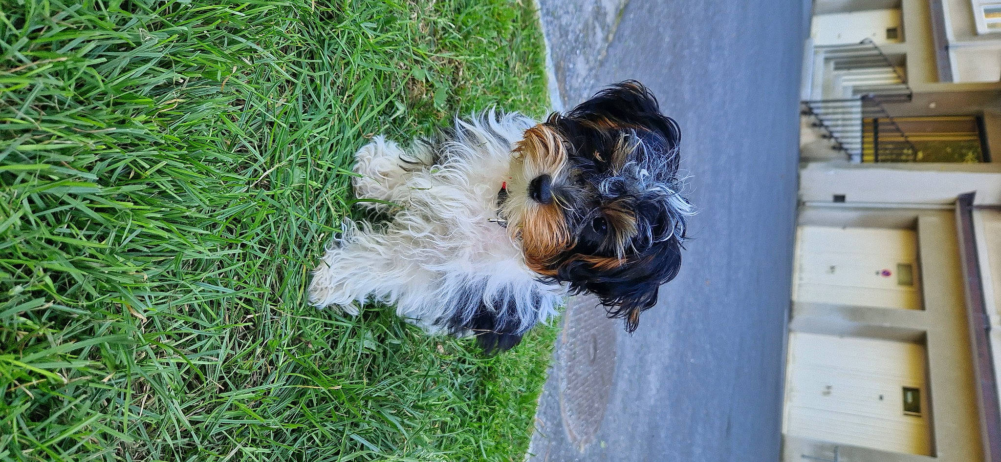 Kiko participe au concours pour gagner de l'argent avec cette photo : canidae, carnivore, companion_dog, dog, dog_breed, dog_supply, fawn, fur, grass, liver, non_sporting_group, plant, small_terrier, snout, sporting_group, tail, terrier, toy_dog, working_animal, working_dog