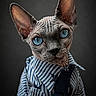 sphynx_cat, blue_eyes, hairless_cat, striped_shirt, tie, portrait, studio_lighting, fashion, animal, pet, closeup, detailed, gray_background, wrinkles, ears, face, looking_at_camera, expression, cute, indoor