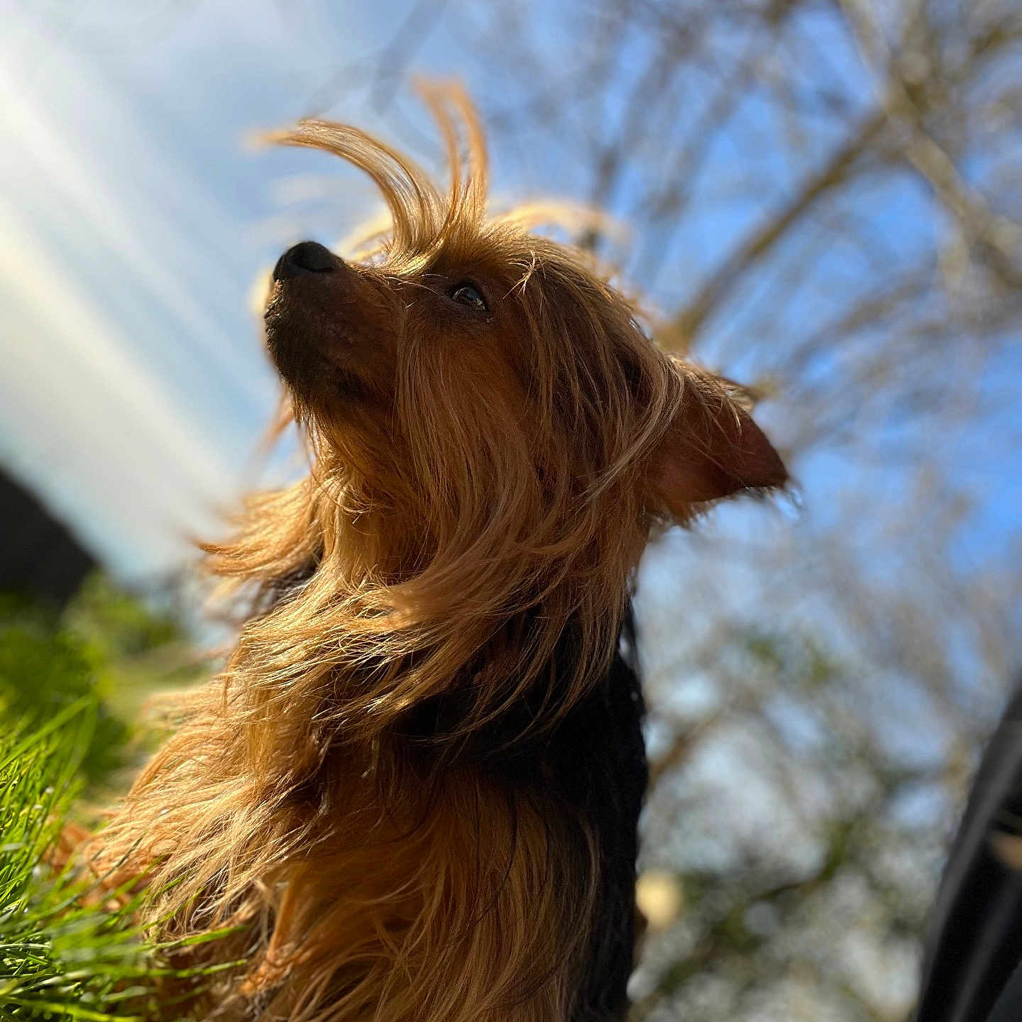 Maya participe au concours pour gagner de l'argent avec cette photo : affenpinscher, airedale, animal, canine, cockerspaniel, dog, grass, hound, papillon, pet, plant, poodle, puppy, terrier