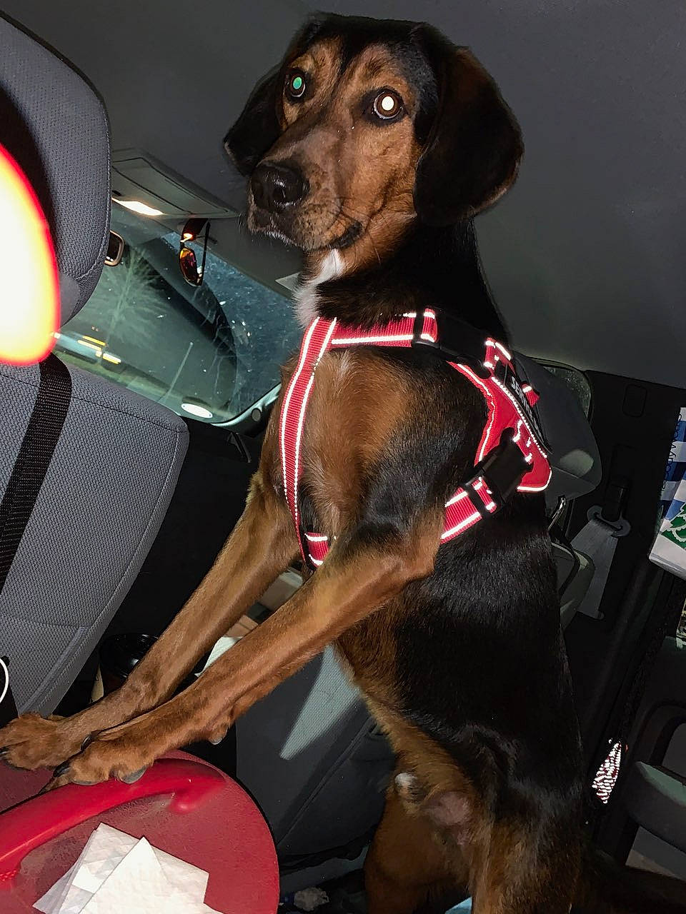 Seppi Autum is registered to the contest to win money with this photo: canidae, car_seat, carnivore, collar, companion_dog, dog, dog_breed, dog_collar, dog_supply, hound, leash, liver, pet_supply, snout, sporting_group, strap, working_animal, working_dog