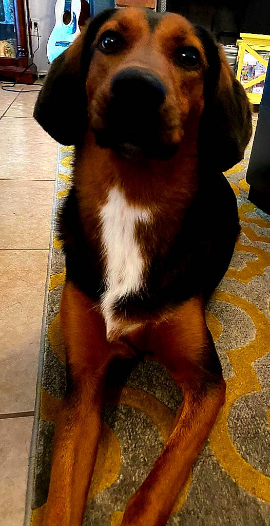 Seppi Autum is registered to the contest to win money with this photo: canidae, carnivore, companion_dog, coonhound, dog, dog_breed, entlebucher_mountain_dog, finnish_hound, hound, mammal, snout, vertebrate