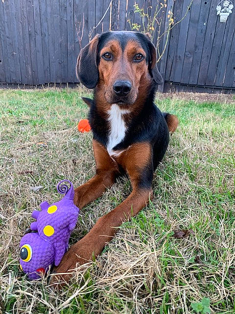 Seppi Autum joined the competition — help win amazing prizes! canidae, carnivore, companion_dog, dog, dog_breed, dog_supply, dog_toy, home_fencing, hound, lavender, paw, plush, purple, scent_hound, snout, sporting_group, stuffed_toy, toy, working_animal, yard