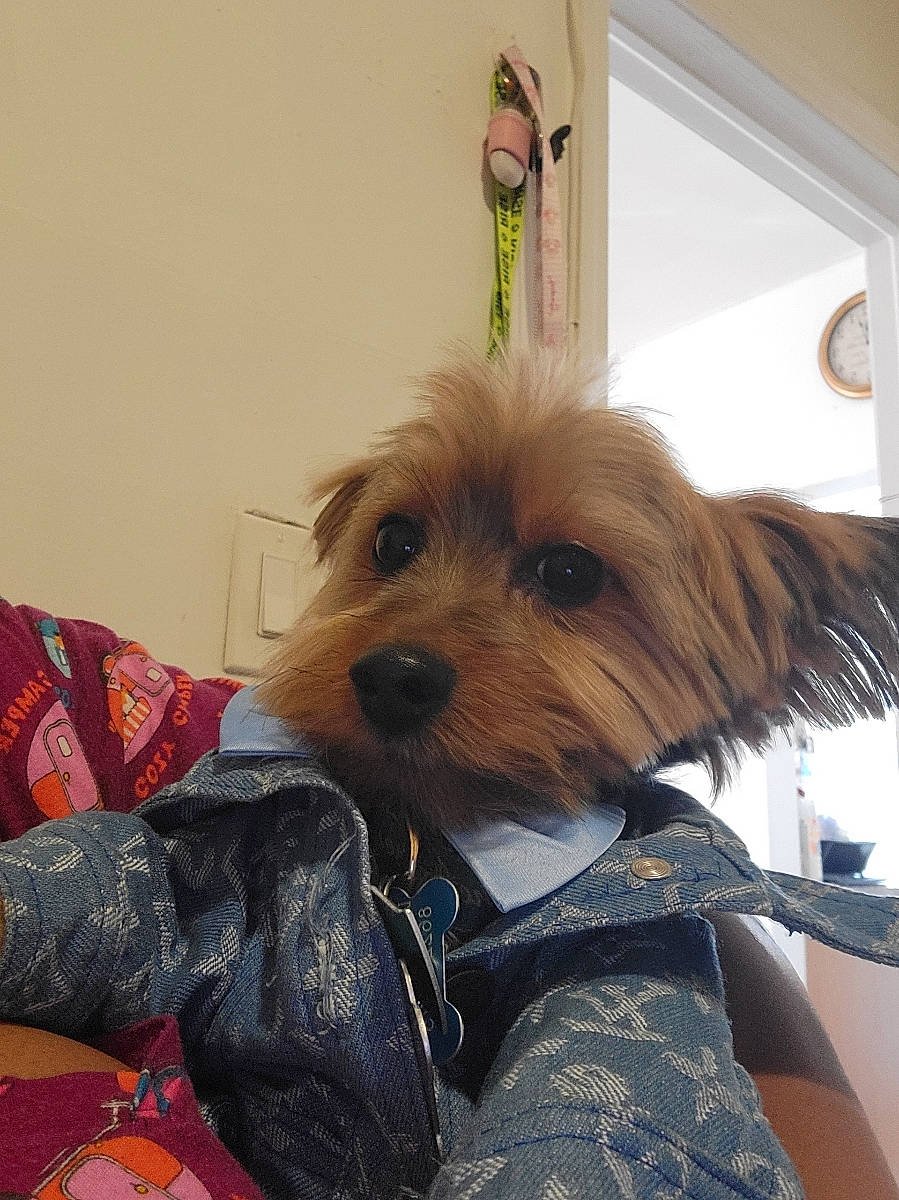 Logan is registered to the contest to win money with this photo: biewer_terrier, canidae, carnivore, collar, comfort, companion_dog, dog, dog_breed, dog_supply, fashion_accessory, fur, hair_coloring, liver, small_terrier, snout, sporting_group, terrier, toy_dog, working_animal, yorkipoo