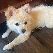 Sam is registered to the contest to win money with this photo: puppy, dog, fluffy, cream_colored, white_fur, portrait, lying_down, wooden_floor, indoor, pet, animal, cute, eyes, ears, paws, nose, fur, close_up, adorable, relaxed