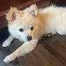 Sam is registered to the contest to win money with this photo: adorable, animal, close_up, cream_colored, cute, dog, ears, eyes, fluffy, fur, indoor, lying_down, nose, paws, pet, portrait, puppy, relaxed, white_fur, wooden_floor