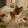 Charlie is registered to the contest to win money with this photo: alert, bed, bedroom, blanket, brown_and_white, carrot_toy, cute, dog, fluffy, home, indoors, long_fur, lying_down, pet_toy, pointed_ears, portrait, puppy, quilt, sitting, small_dog