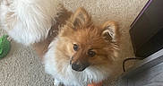 Charlie is registered to the contest to win money with this photo: animal, black_nose, brown_and_white, carpet, dinosaur_toy, dog, dog_toy, fluffy, furniture, indoor, living_room, looking_up, orange_ball, pet, plush_toy, pomeranian, portrait, puppy, round_eyes, small_dog