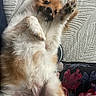 Charlie joined the competition — help win amazing prizes! animal, belly_up, blanket, brown_and_white, closeup, couch, cozy, cute, dog, fluffy, indoors, long_fur, lying_down, pet, playful, portrait, puppy, raised_paw, small_dog, textured_background