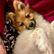 Charlie joined the competition — help win amazing prizes! animal, black_nose, blanket, brown_eyes, close_up, cozy, cuddly, cute, dog, fluffy, indoors, pet, pink_blanket, portrait, puppy, relaxed, sleeping, small_dog, tan_fur, white_fur
