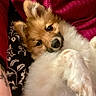 animal, black_nose, blanket, brown_eyes, close_up, cozy, cuddly, cute, dog, fluffy, indoors, pet, pink_blanket, portrait, puppy, relaxed, sleeping, small_dog, tan_fur, white_fur