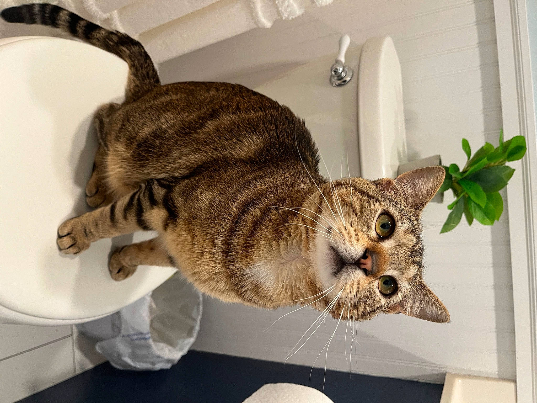 Jack Jack is registered to the contest to win money with this photo: carnivore, cat, chair, claw, comfort, domestic_short_haired_cat, felidae, fur, plant, rectangle, room, small_to_medium_sized_cats, snout, tail, terrestrial_animal, whiskers, wildlife