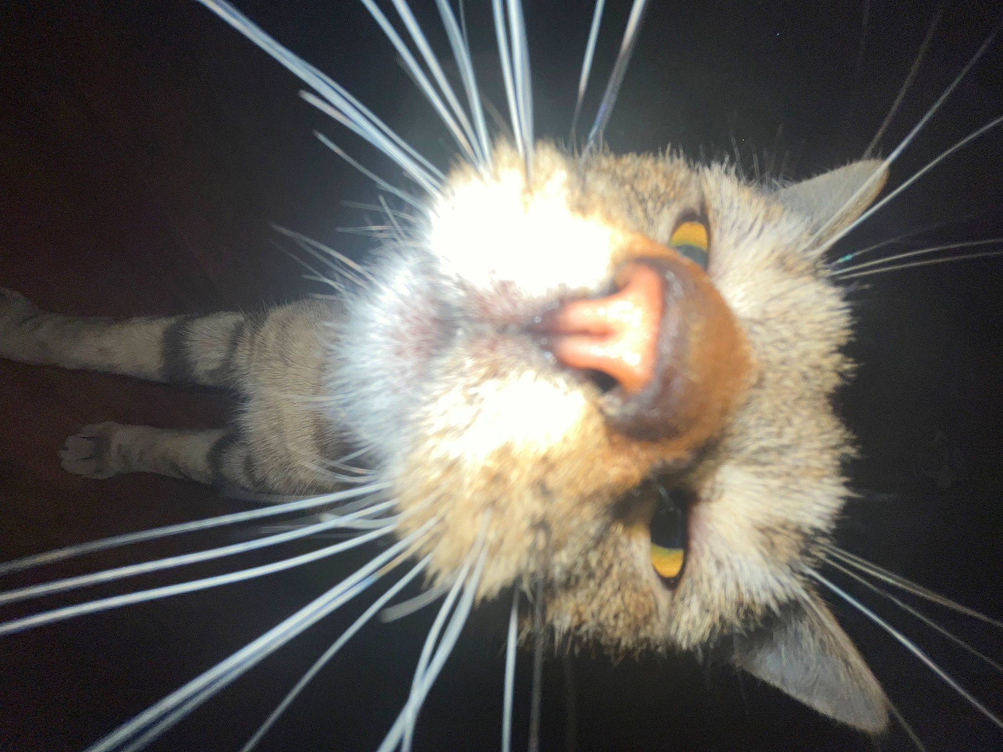 Jack Jack is registered to the contest to win money with this photo: carnivore, cat, claw, close_up, darkness, domestic_short_haired_cat, ear, electric_blue, fang, felidae, fur, macro_photography, nose, paw, small_to_medium_sized_cats, snout, terrestrial_animal, whiskers, wildlife