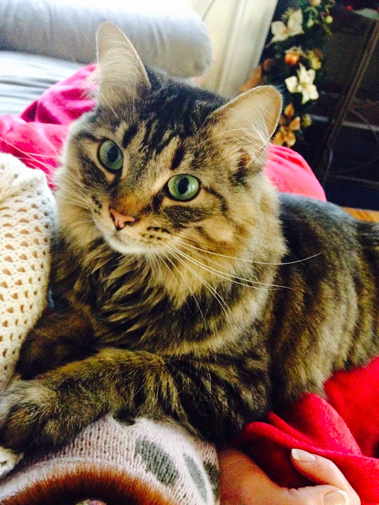 Prissy joined the competition — help win amazing prizes! carnivore, cat, claw, comfort, domestic_short_haired_cat, felidae, fur, military_camouflage, paw, plant, small_to_medium_sized_cats, snout, terrestrial_animal, whiskers