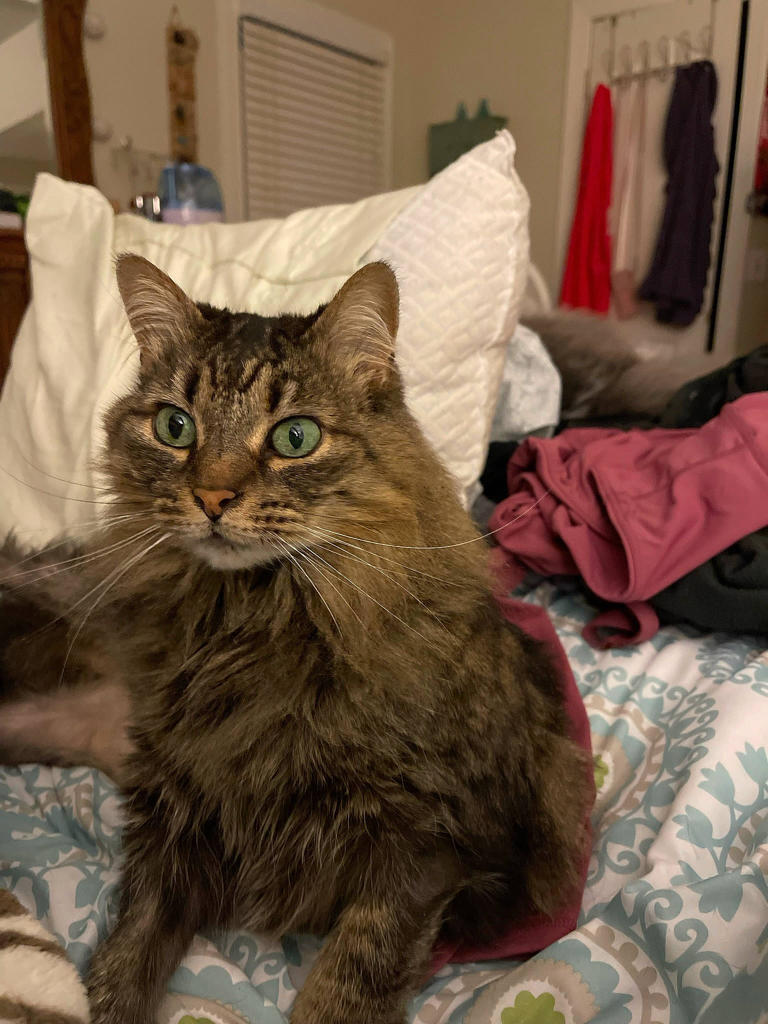 Prissy is registered to the contest to win money with this photo: carnivore, cat, claw, comfort, curtain, domestic_short_haired_cat, fawn, felidae, fur, linens, paw, sitting, small_to_medium_sized_cats, snout, tail, terrestrial_animal, whiskers, window, wood