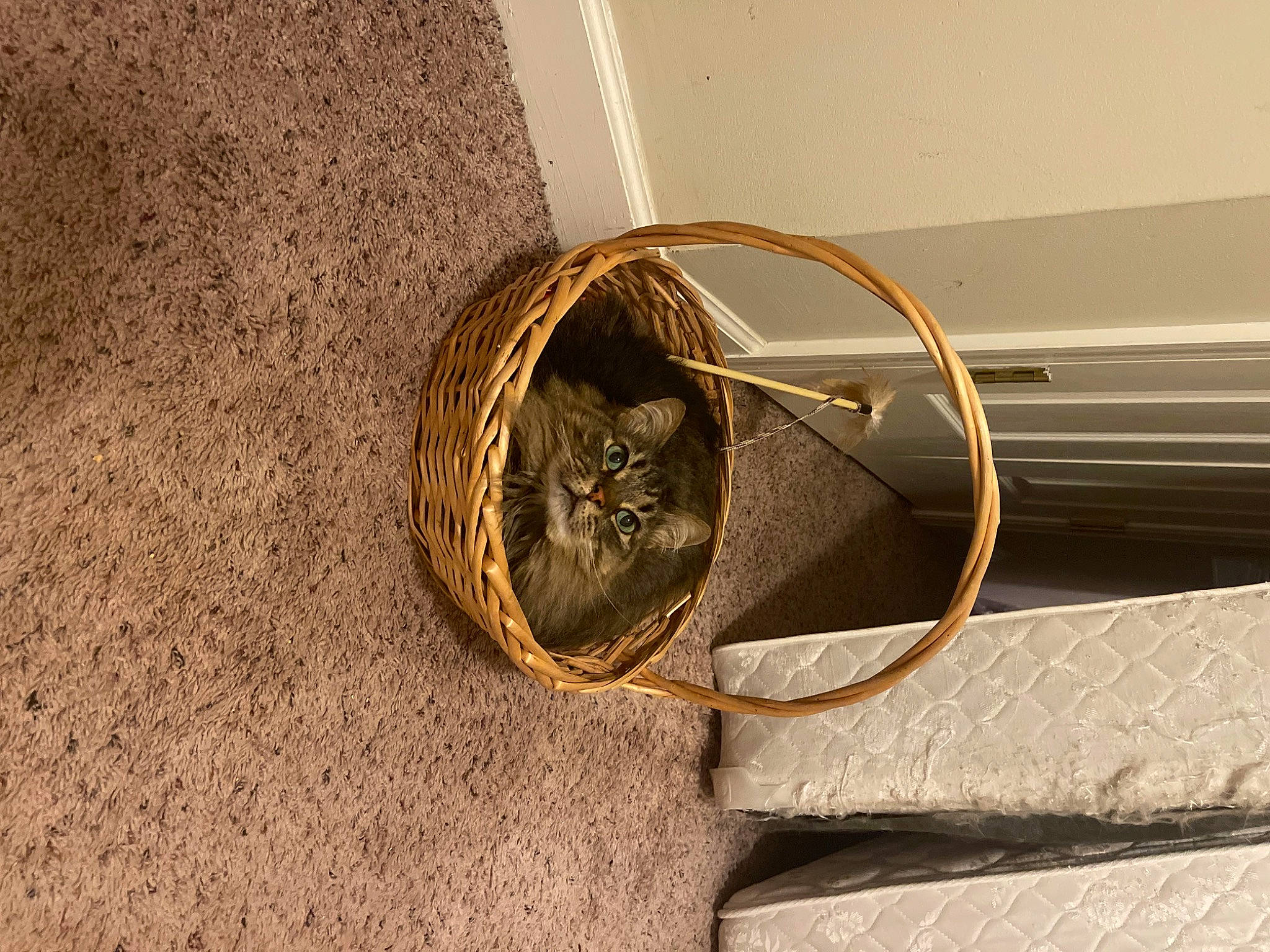 Prissy joined the competition — help win amazing prizes! bag, carnivore, cat, circle, domestic_short_haired_cat, door, felidae, flooring, hardwood, metal, musical_instrument, room, small_to_medium_sized_cats, wire, wood