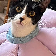 Poppy is registered to the contest to win money with this photo: cat, black_and_white_cat, pet, indoor, curious, flower_collar, pink_collar, carpet, home_interior, stairs, shelf, framed_photo, wooden_railing, furniture, animal, whiskers, ears, floor, cute, domestic_animal