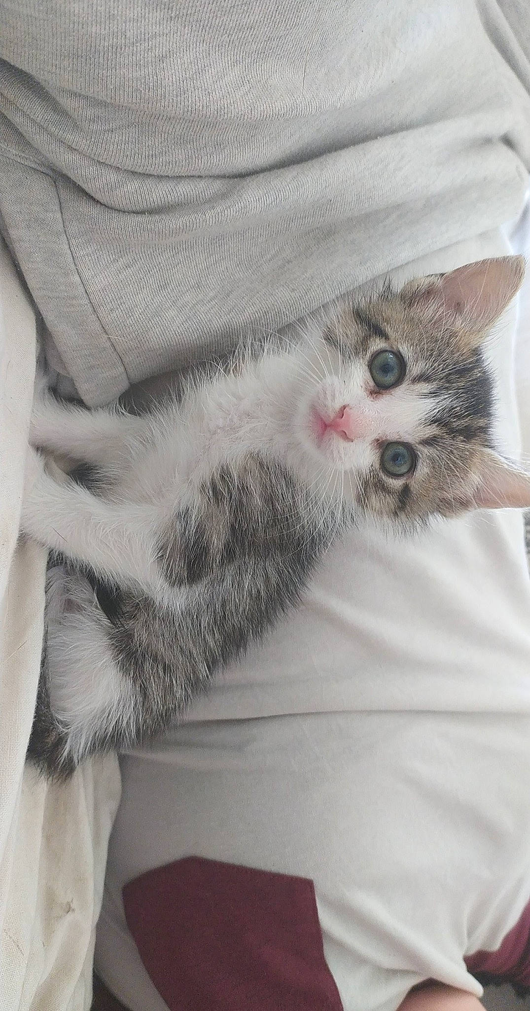 Akita a rejoint le concours — aidez-le/la à gagner de superbes lots ! carnivore, cat, domestic_short_haired_cat, ear, european_shorthair, felidae, fur, kitten, norwegian_forest_cat, polydactyl_cat, small_to_medium_sized_cats, tabby_cat, whiskers