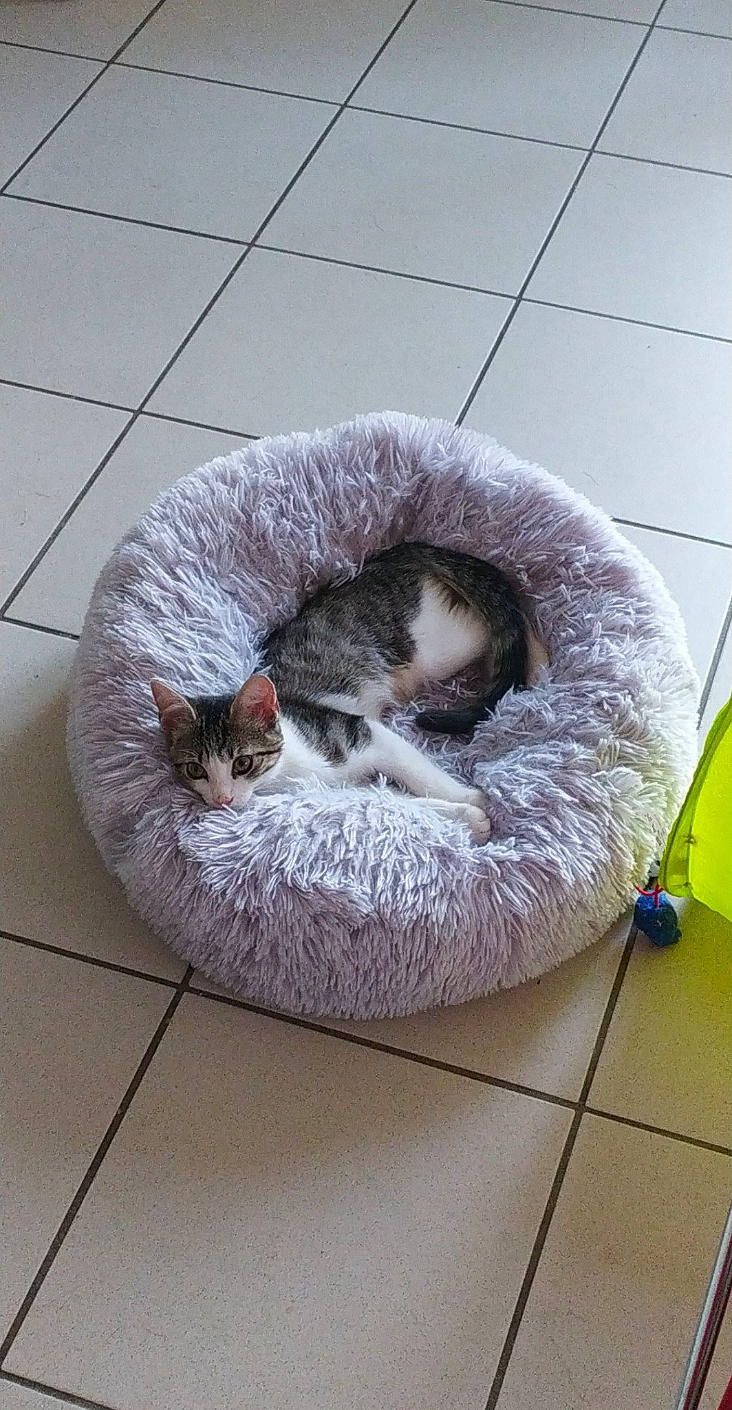 Akita participe au concours pour gagner de l'argent avec cette photo : carnivore, cat, cat_bed, felidae, fur, nap, singapura, sleep, small_to_medium_sized_cats, tail, whiskers