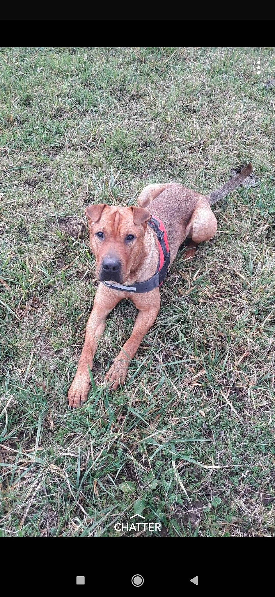 Whisky a rejoint le concours — aidez-le/la à gagner de superbes lots ! american_pit_bull_terrier, black_mouth_cur, canidae, carnivore, dog, dog_breed, fawn, grass, mammal, mountain_cur, non_sporting_group, snout, vertebrate