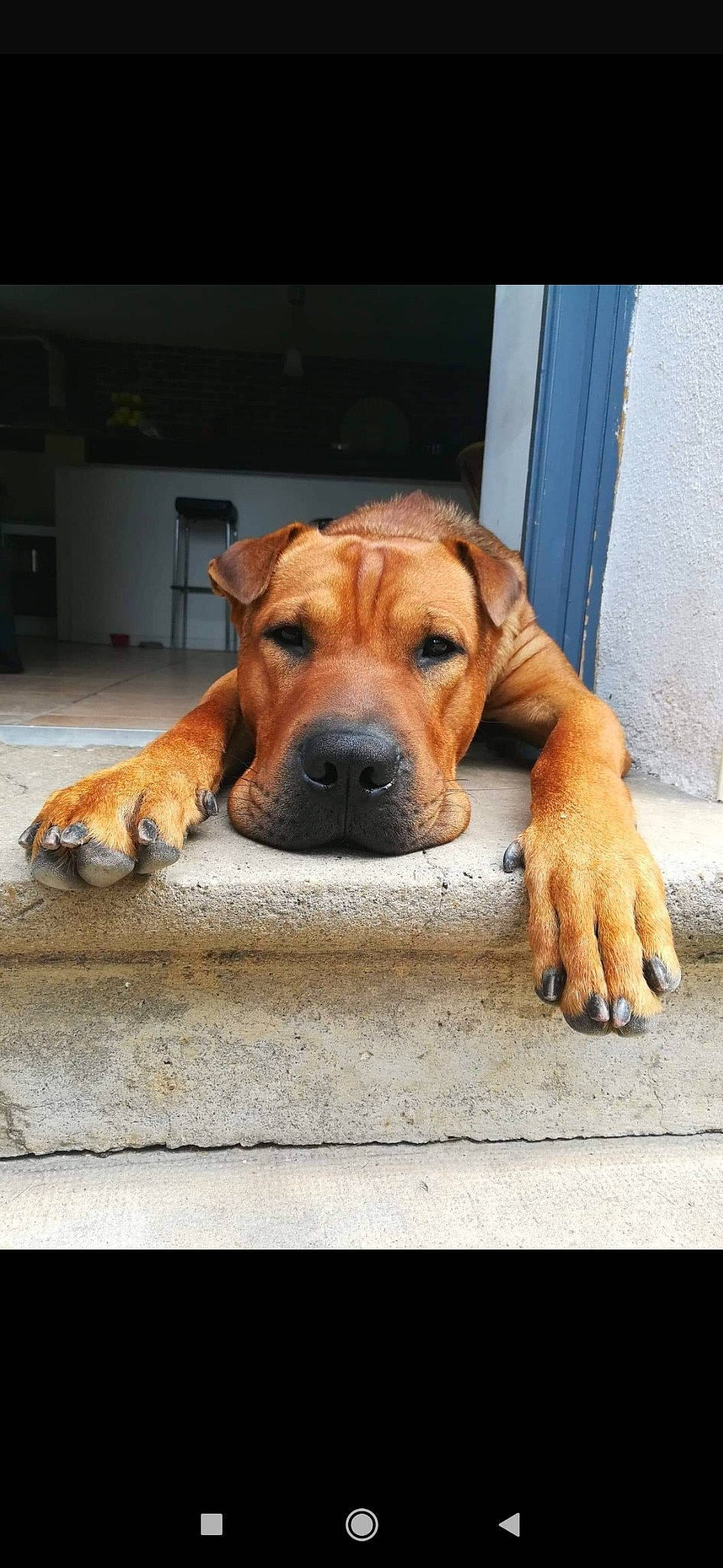 Whisky participe au concours pour gagner de l'argent avec cette photo : ancient_dog_breeds, boerboel, canidae, carnivore, companion_dog, dog, dog_breed, fawn, mammal, non_sporting_group, ori_pei, perro_de_presa_mallorquin, rare_breed_dog, shar_pei, skin, snout, tosa, vertebrate, wrinkle