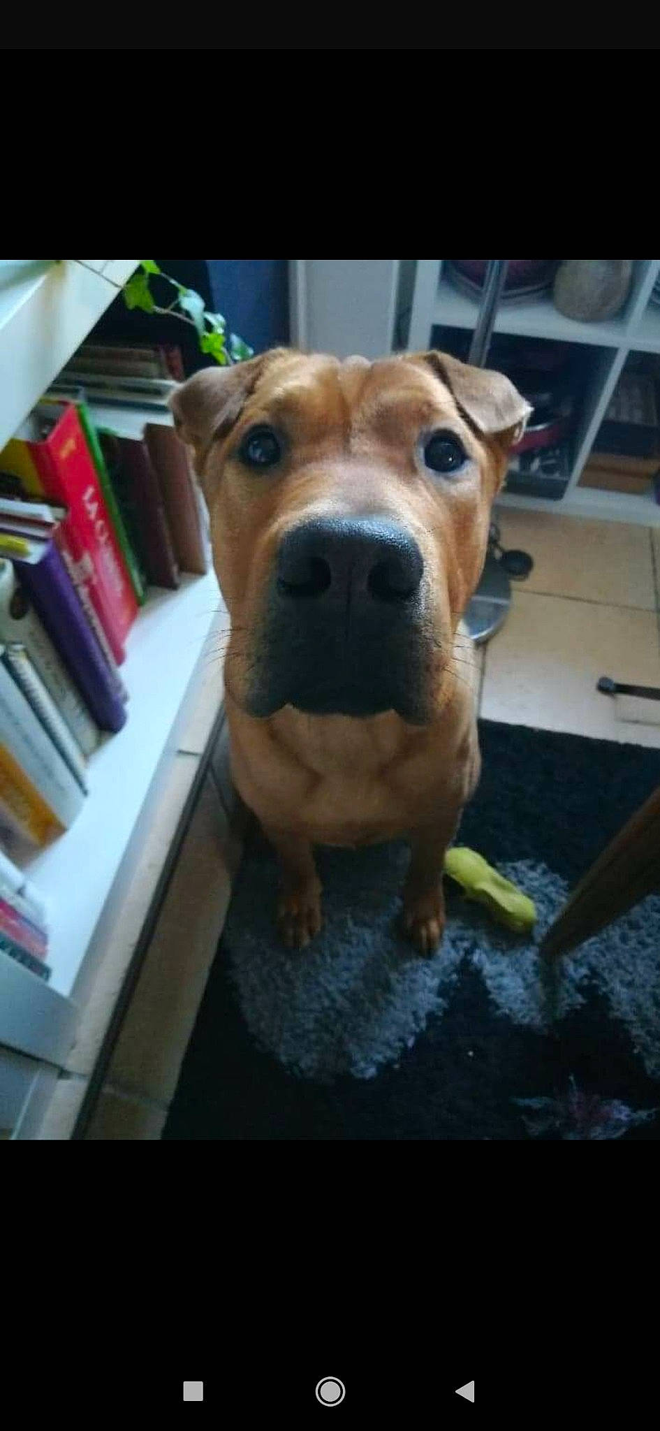 Whisky participe au concours pour gagner de l'argent avec cette photo : american_pit_bull_terrier, american_staffordshire_terrier, canidae, carnivore, dog, dog_breed, ear, fawn, mammal, non_sporting_group, nose, pit_bull, rare_breed_dog, snout, sporting_group, staffordshire_bull_terrier, vertebrate