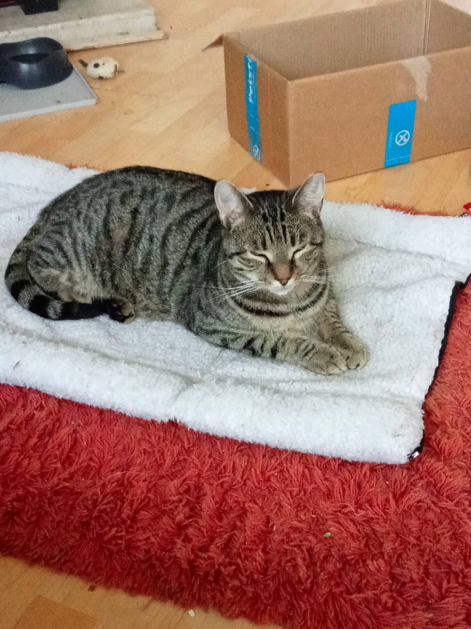 Simba is registered to the contest to win money with this photo: box, carnivore, carton, cat, cat_supply, comfort, domestic_short_haired_cat, felidae, flooring, fur, grey, linens, packaging_and_labeling, pattern, paw, shipping_box, small_to_medium_sized_cats, snout, tail, whiskers