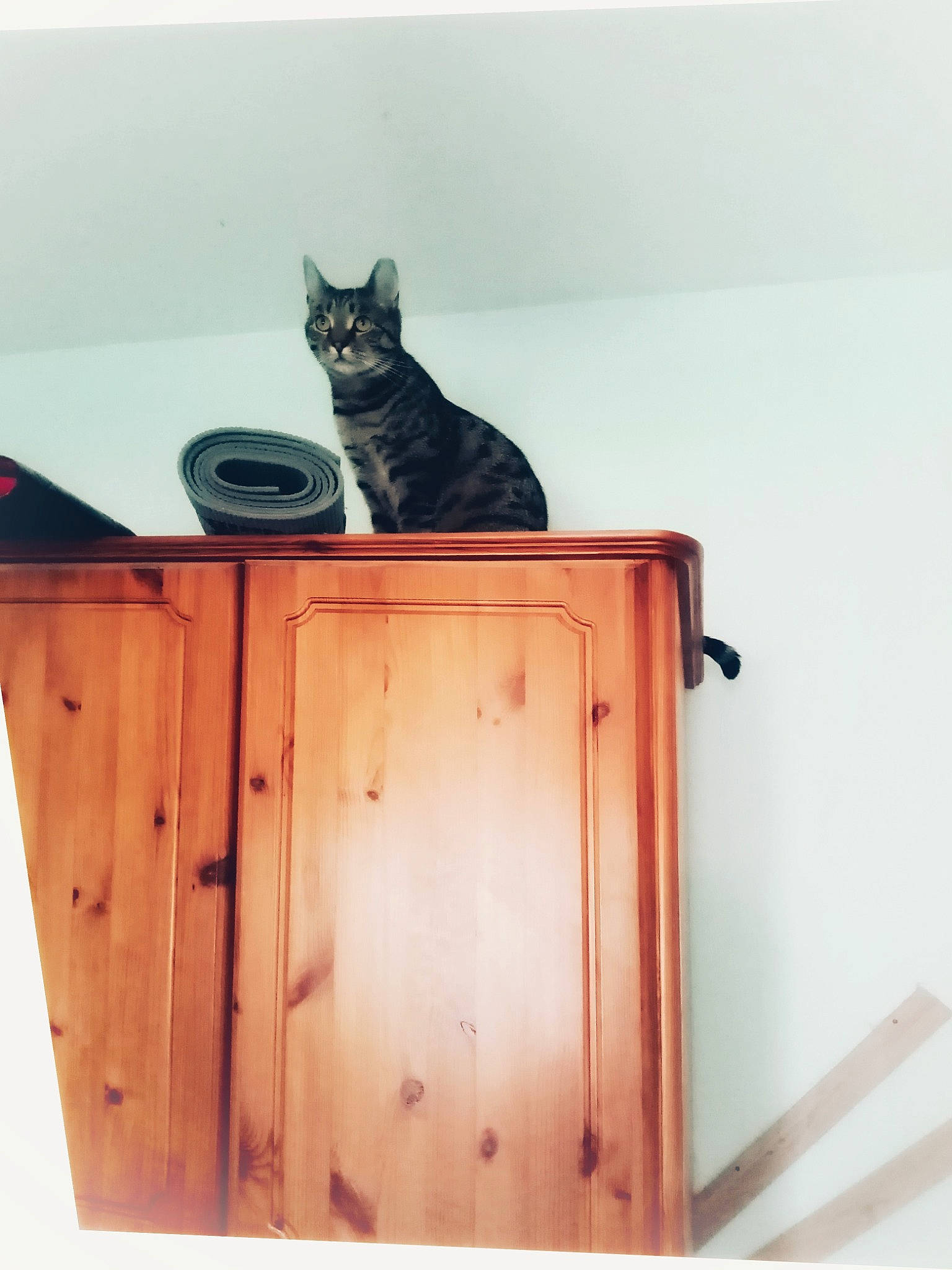 Simba joined the competition — help win amazing prizes! box, cabinetry, cardboard, carnivore, cat, cat_supply, cupboard, domestic_short_haired_cat, felidae, hardwood, pet_supply, plywood, rectangle, room, shelving, small_to_medium_sized_cats, tail, whiskers, wood, wood_stain