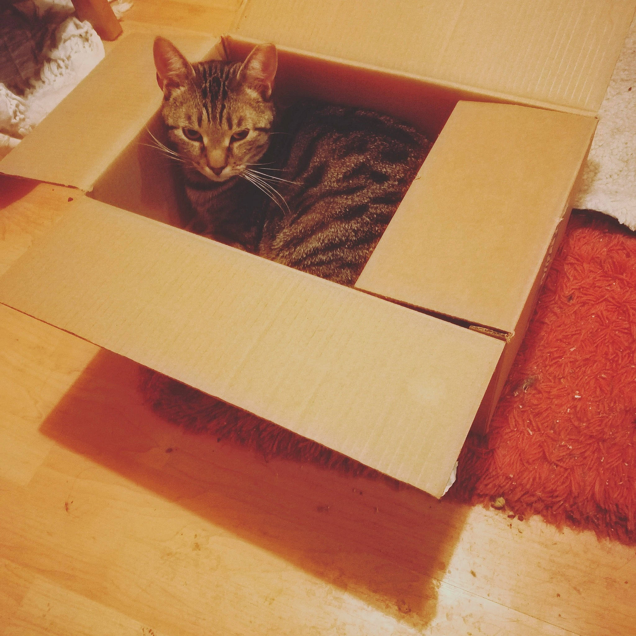 Simba is registered to the contest to win money with this photo: beige, box, cardboard, carnivore, carton, cat, fawn, felidae, floor, flooring, hardwood, mammal, packaging_and_labeling, rectangle, shipping_box, small_to_medium_sized_cats, tints_and_shades, whiskers, wood, wood_stain